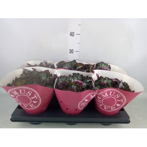 Begonia BD 'Purple Blush'