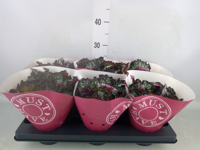 <h4>Begonia BD 'Purple Blush'</h4>