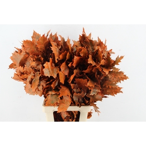 QUERC RUBRA 80CM FROST ORANGE