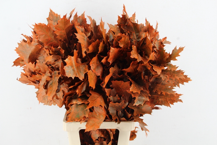 <h4>QUERC RUBRA 80CM FROST ORANGE</h4>