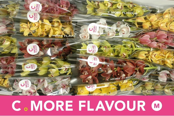 <h4>CYMB MI GEM</h4>