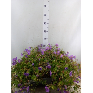 Geranium  'Rozanne'