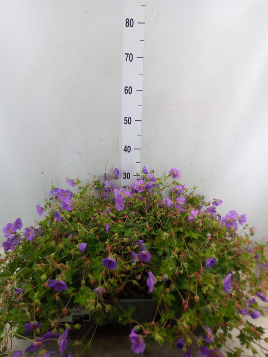 <h4>Geranium  'Rozanne'</h4>