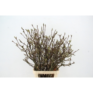 MAGNOLIA RECHT PER STEM 120CM