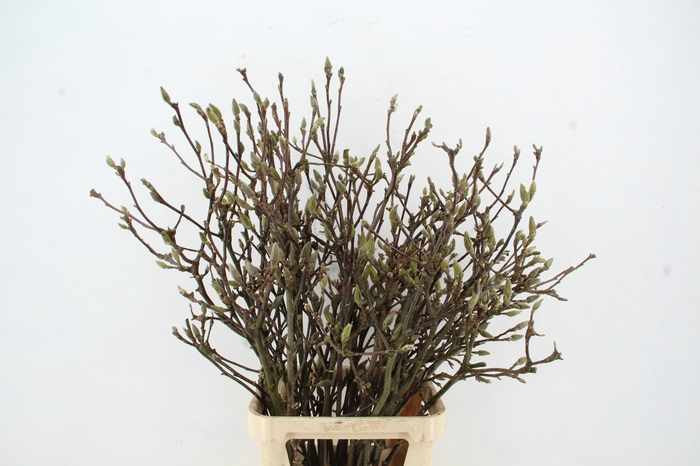 <h4>MAGNOLIA RECHT PER STEM 120CM</h4>