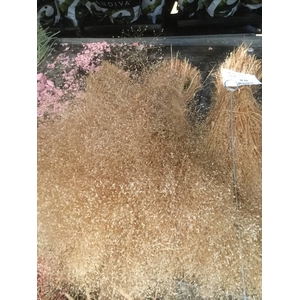 ELYMUS CANADENSIS ICY BLUE NATUREL