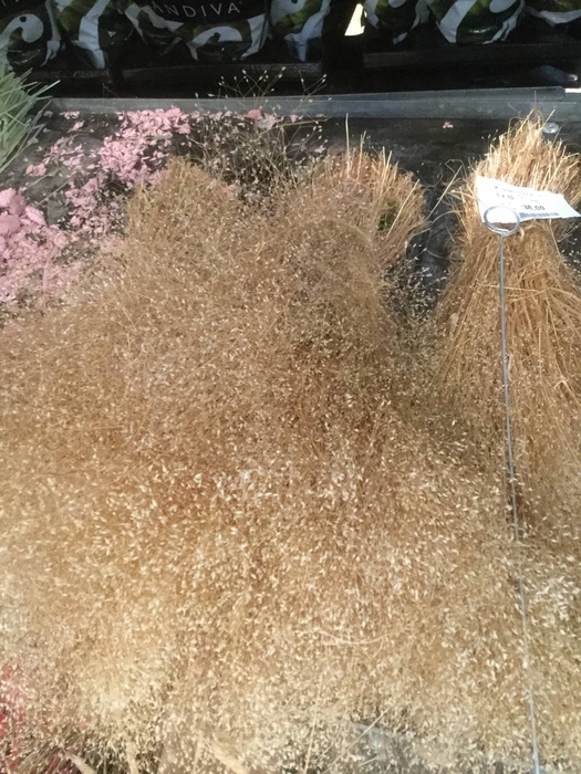 ASPARAGUS PLUM MEZZA FOGLIA