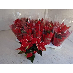 EUPHOR P SUP NEW GLI