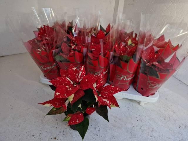 <h4>EUPHOR P SUP NEW GLI</h4>