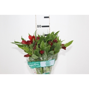 ALSTROEMERIA ANGELINA 080 CM