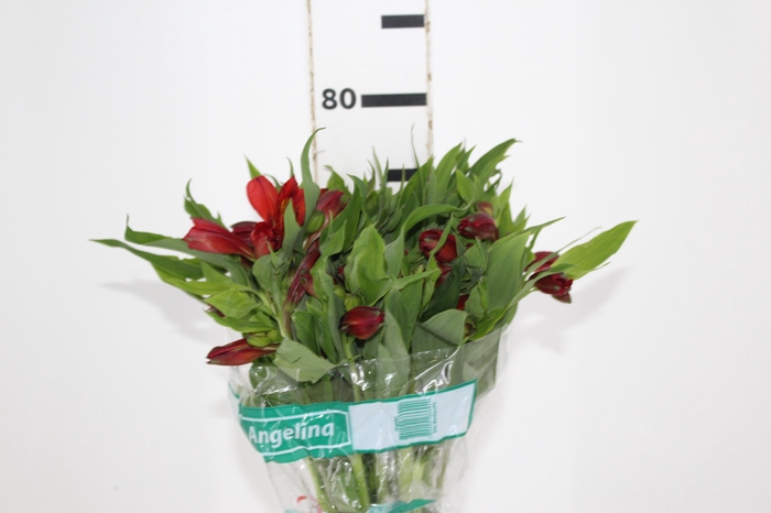 <h4>ALSTROEMERIA ANGELINA 080 CM</h4>