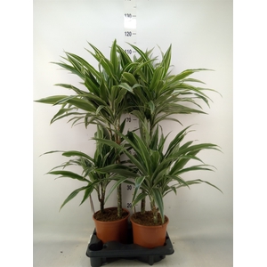 Dracaena fr de 'White Stripe'