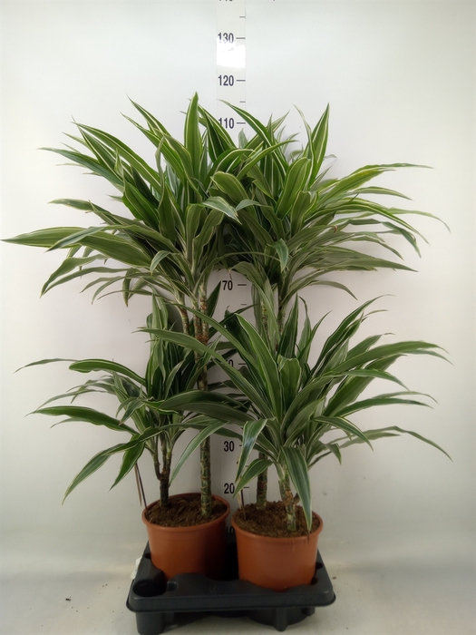 <h4>Dracaena fr de 'White Stripe'</h4>