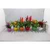 Bromelia arrangement keramiek Coupe Borabora