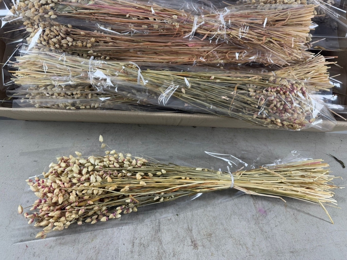 DF Briza Nat. White Bs 75g