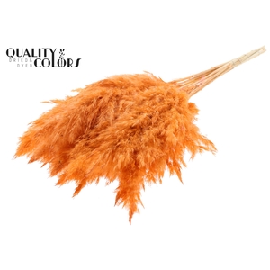 Pampas Grass 70cm 10st/bunch Bleached Frosted Salmon