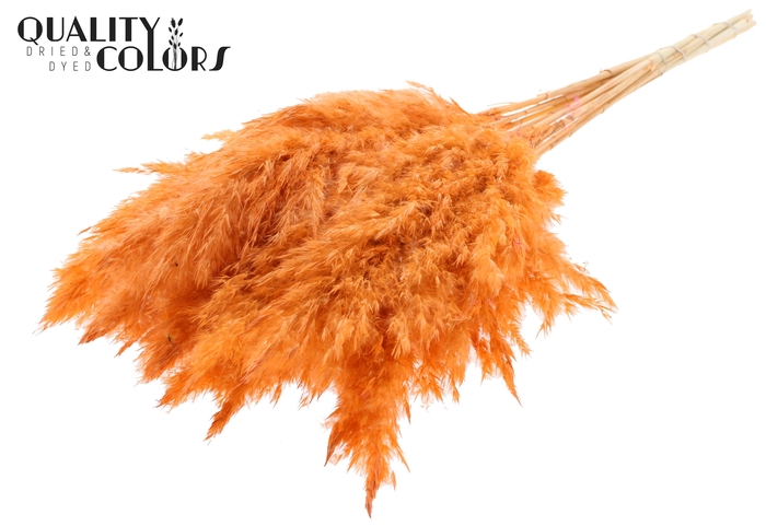 <h4>Pampas Grass 70cm 10st/bunch Bleached Frosted Salmon</h4>