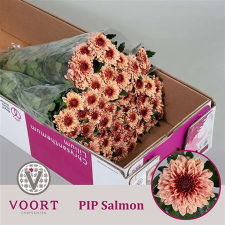 CHR G PIP SALMON