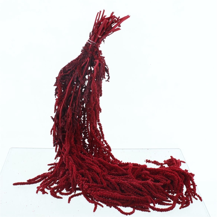 <h4>Pres Amaranthus Bleached Red</h4>