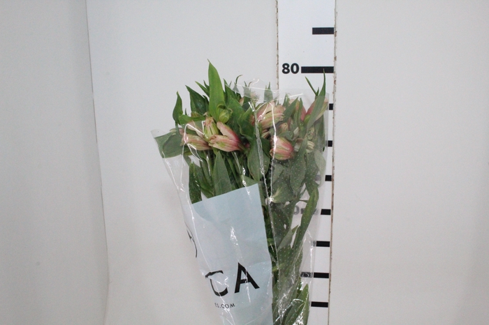 <h4>ALSTROEMERIA DIRTY DANCING 080 CM</h4>