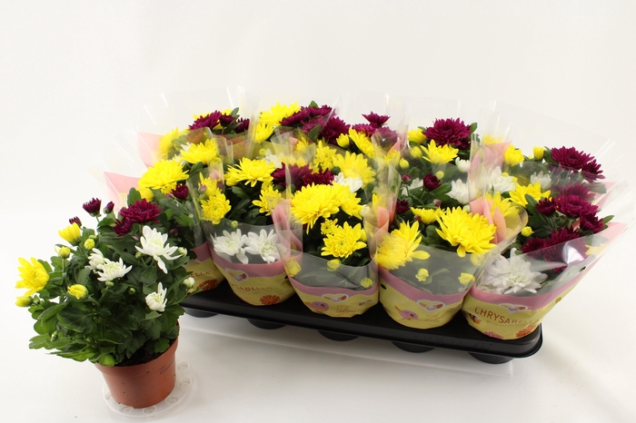 <h4>CHRYS GEM IN POT</h4>