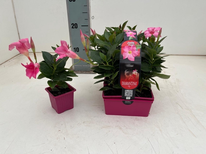 <h4>MANDE SUN CR PINK</h4>