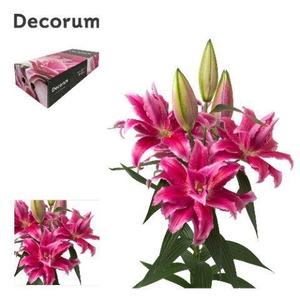 LI ROSELILY NATASCHA 4+ XL Decorum Box
