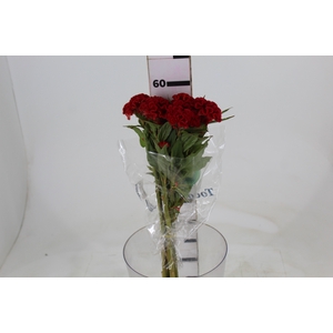 CELOSIA FIRE CHIEF 060 CM VERMELHO