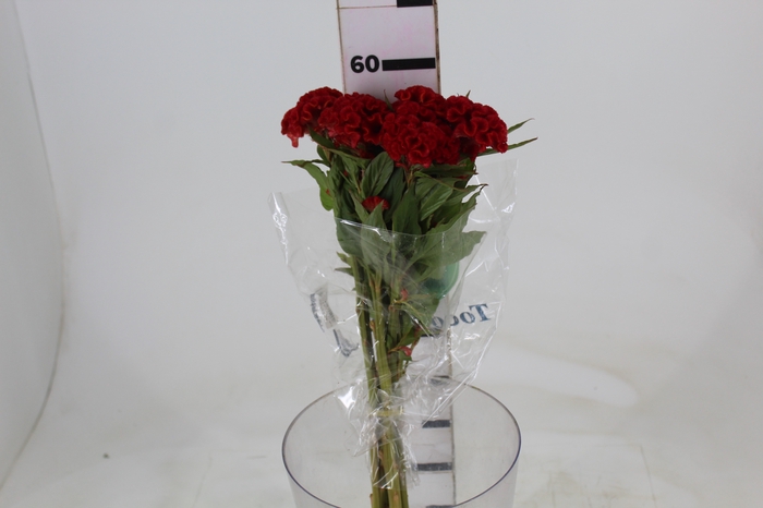 <h4>CELOSIA FIRE CHIEF 060 CM VERMELHO</h4>