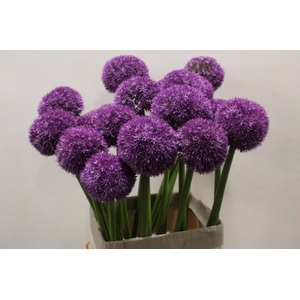 ALLIUM GROOTBLOEMIG