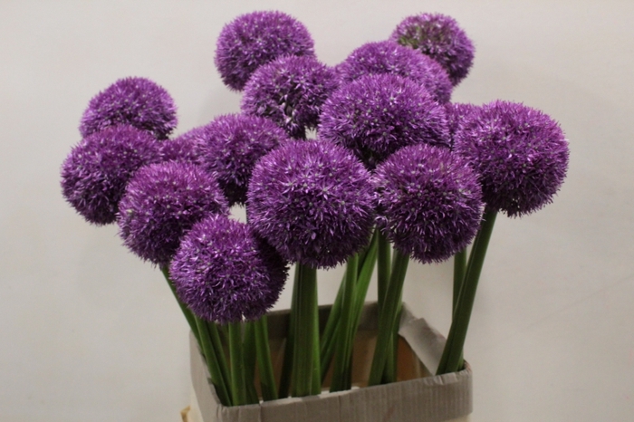 <h4>ALLIUM GROOTBLOEMIG</h4>