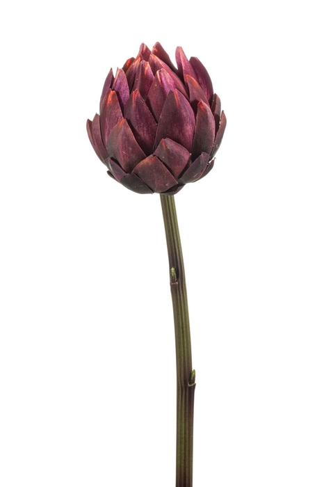 <h4>Artichoke spray rt burgundy 58cm</h4>