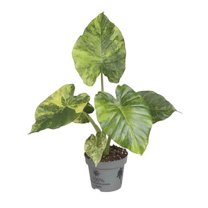 ALOCASIA MACRORRHIZOS p12