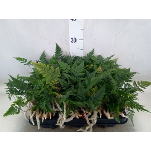 Humata tyermannii
