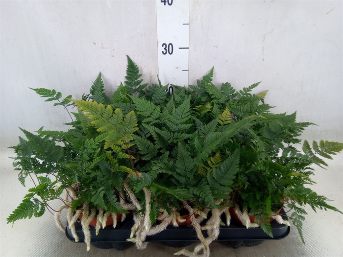 <h4>Humata tyermannii</h4>