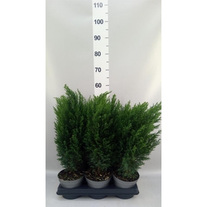 Chamaecyparis laws. 'Ellwoodii'