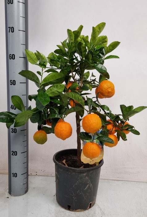 <h4>Citr Limetta</h4>