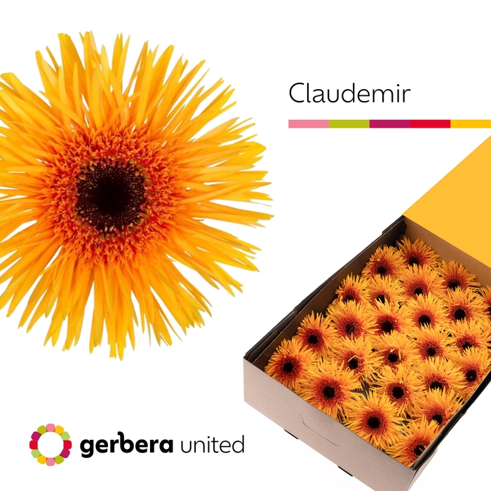 <h4>Gerbera Spider Claudemir Doos</h4>