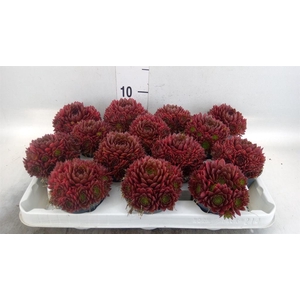 Sempervivum   ...