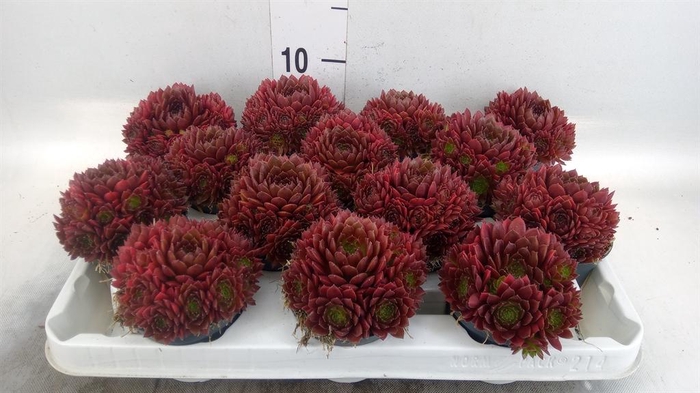<h4>Sempervivum   ...</h4>