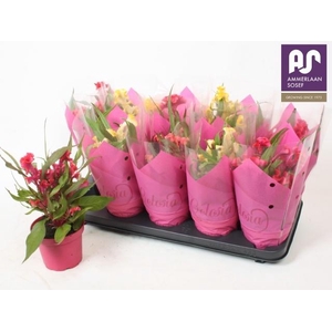 CEL CR HOT TOPIC GEM