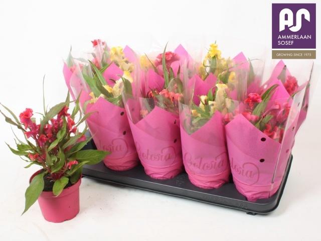 <h4>CEL CR HOT TOPIC GEM</h4>