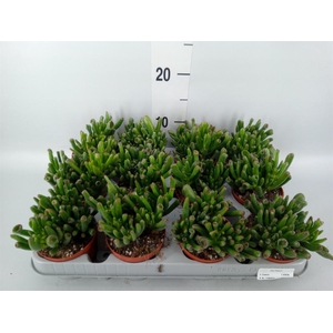 Crassula ovata 'Gollum'