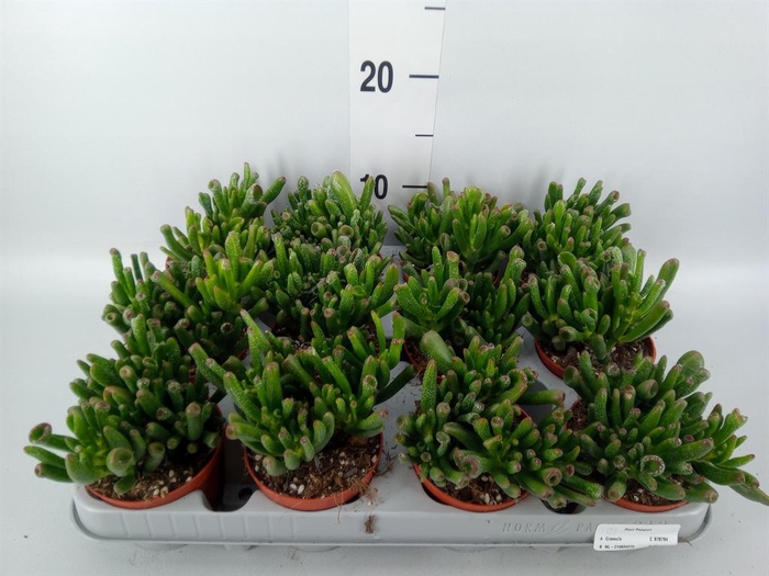 <h4>Crassula ovata 'Gollum'</h4>