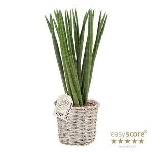 SANSEVIERIA CYLINDRICA