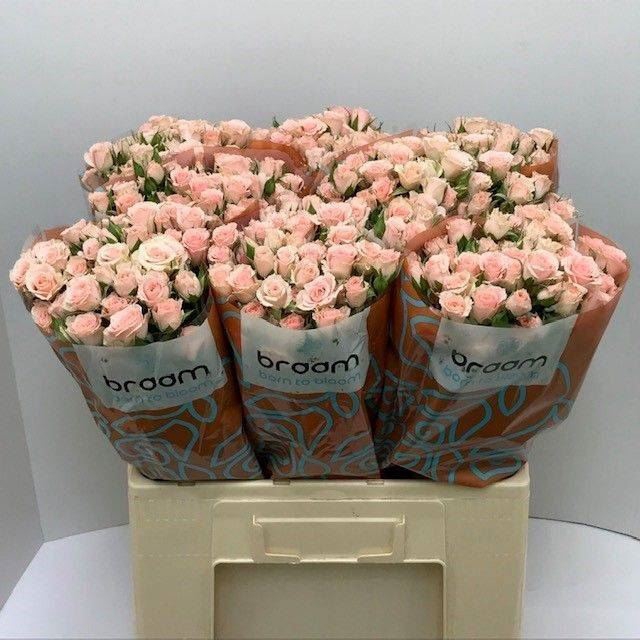 <h4>ROSA TR 'LYDIA'</h4>