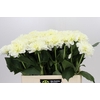 Dahlia White Wonder