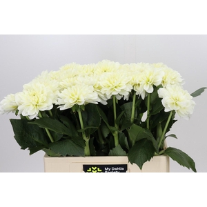 Dahlia White Wonder