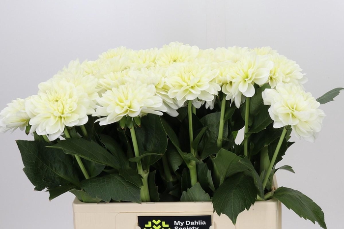<h4>Dahlia White Wonder</h4>