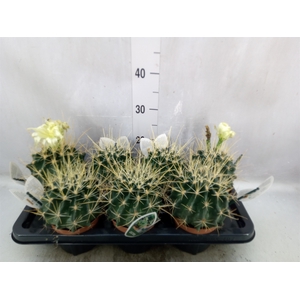 Ferocactus glaucescens